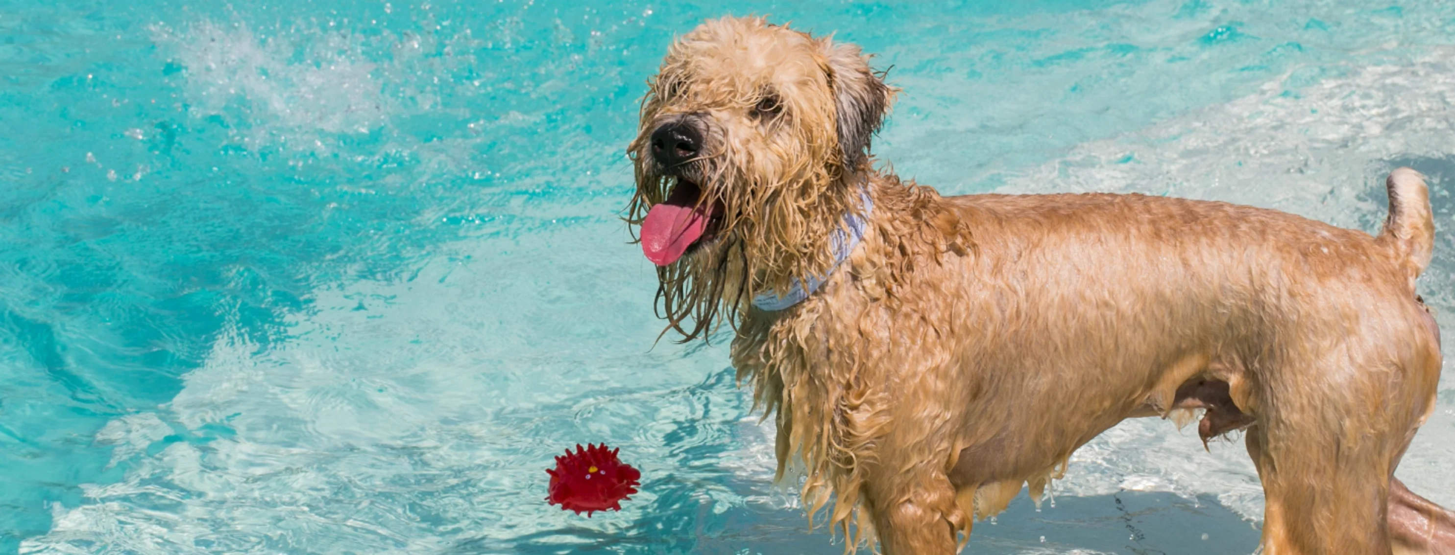 dog standing in pool